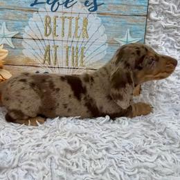 Woody - Dapple male Dachshund puppy in Colbert, Oklahoma from Brooke Crenshaw