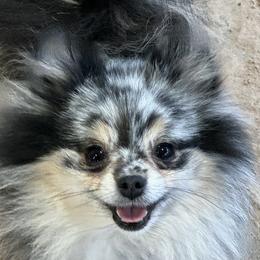 Marti - Pomeranian