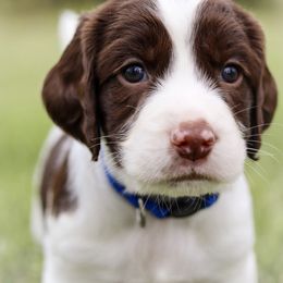 English Springer Spaniel Puppies from Southern Springers