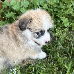 Pembroke Welsh Corgi Puppies from Zugspitze Corgis