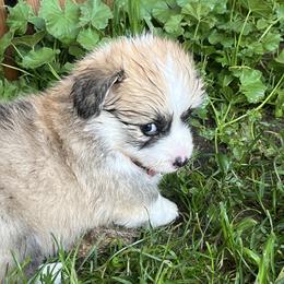 Pembroke Welsh Corgi Puppies from Zugspitze Corgis