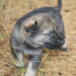 German Shepherd Puppies from Thornock Shepherds