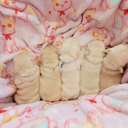 French Bulldog Puppies from Frenchie D'lite