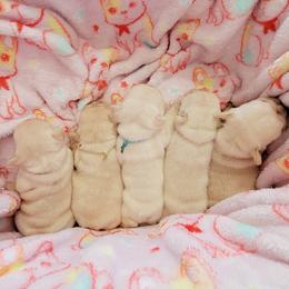 French Bulldog Puppies from Frenchie D'lite