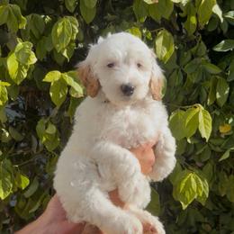 Kathani - Parti female Goldendoodle puppy in Barstow, California from Golden Desert Doodles
