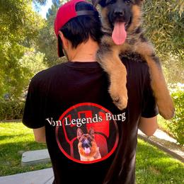 German Shepherd Puppies from Von Legends Burg