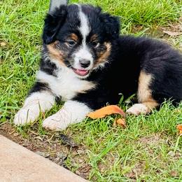 Blk Tri boy - Black tri male Toy Australian Shepherd puppy in Oklahoma City, Oklahoma from Faith River Aussies