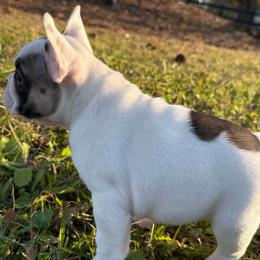 Spark - Fawn and white male French Bulldog puppy in Lakeland, Florida from Fur Love And Puppies