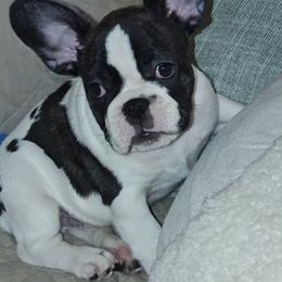 Sparkles - Brindle and white male French Bulldog puppy in Lake Helen, Florida from Bouquet Bulldogs