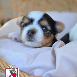 Felicia Hardy - Black tan and white female Biewer Terrier puppy in California from Corazon de gigante