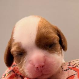 Bubbles - Blenheim female Cavalier King Charles Spaniel puppy in Hemphill, Texas from Toledo Bend Cavaliers