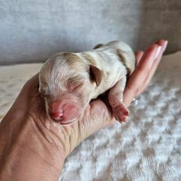 Ranger - Blenheim male Cavapoo puppy in London, Kentucky from Blue Meadow Puppies