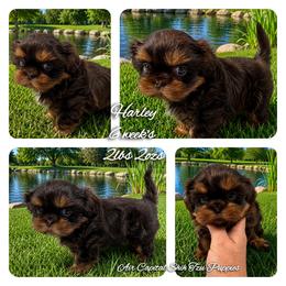 Winnie - Red female Shih Tzu puppy in Maize, Kansas from Air Capital Shih Tzu Puppies