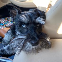 Bruno - Miniature Schnauzer