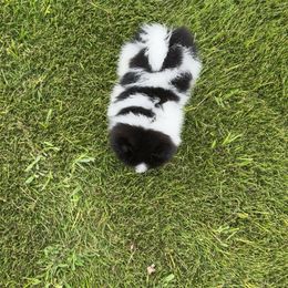 Pomeranian Puppies from A Sample Of Gods Love Kennels