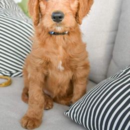 Goldendoodle Puppies from Rustic Road Doodles