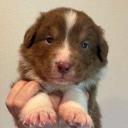 Red tri male 2 - Red tri-color male Australian Shepherd puppy in Castle Rock, Washington from Zoolo Kennels