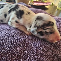 Stevie - Blue merle female Border Collie puppy in Salt Lake City, Utah from Monarch BorderCollies