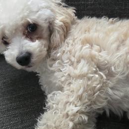 Maltese, Maltipoos, and Poodles from DeVall Maltipoos