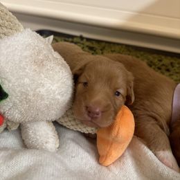 Nova Scotia Duck Tolling Retriever Puppies from Tallyho Tollers