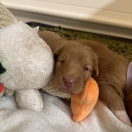 Nova Scotia Duck Tolling Retriever Puppies from Tallyho Tollers