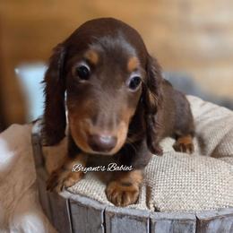 Gypsy's chocolate baby boy - Chocolate and tan male Dachshund puppy in Girard, Illinois from Bryant's Babies