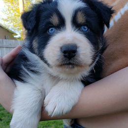 Australian Shepherd Puppies from Bar G Australian Shepherds