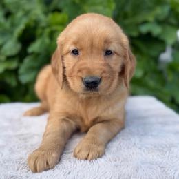 Blue - Dark golden male Golden Retriever puppy in Utah from Deseret Peak Goldens