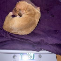 Ee red girl 4 (buyer will name) - Red female Dachshund puppy in Canyon Lake, Texas from M&Ms Dachshunds of Central Texas