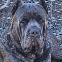 Arcas - Cane Corso