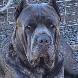 Arcas - Cane Corso
