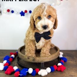 Mr. Perfect - Apricot male Goldendoodle puppy in Anderson, South Carolina from Brinkerhoff Doodle Farm