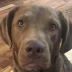 Paddles - Chesapeake Bay Retriever