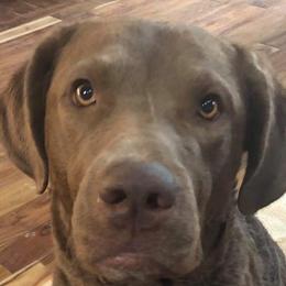Paddles - Chesapeake Bay Retriever