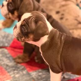 Raven - Chocolate tri-color female Bulldog puppy in Harrisburg, Pennsylvania from Central PA WiggleButts Bulldogs