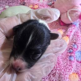FERN - White black and tan female Papillon puppy in Hollister, Missouri from Swan Creek Kennel