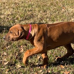 Pink - Rhodesian Ridgeback puppy from Running From Reality Ranch & Ridgebacks