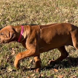 Pink - Rhodesian Ridgeback puppy from Running From Reality Ranch & Ridgebacks