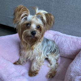 Cassie - Yorkshire Terrier