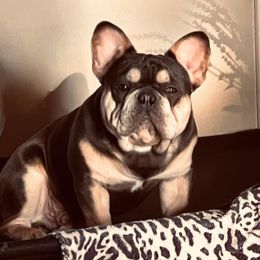 Yogi - French Bulldog