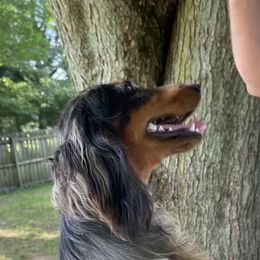 Sunny - Dachshund