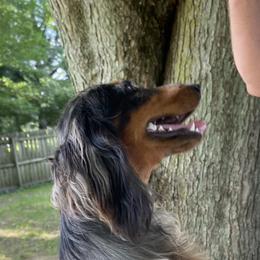 Sunny - Dachshund