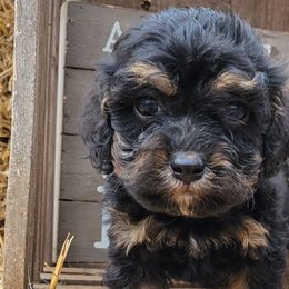 Cockapoos, Miniature Australian Shepherds, and Pembroke Welsh Corgis from B.E. Exotic