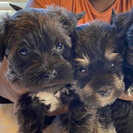 Catahoula Leopard Dogs, Miniature Schnauzers, and Poodles from Twig and Tail Puppies