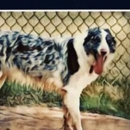 Demi - Border Collie