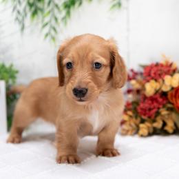 Duke - Red male Dachshund puppy in Lagrange, Indiana from Royal Paws
