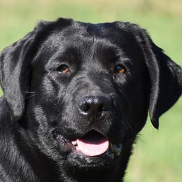 Quinn - Labrador Retriever