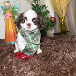 Shih Tzu Puppies from Spoiled ShihTzu LLC