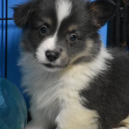 Ice - Fluffy - Gray and white male American Corgi puppy in Lithia, Florida from Diamondcrest Inc
