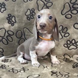 Isabella Pie Orange - Piebald male Dachshund puppy in George West, Texas from Rockin M Kennel